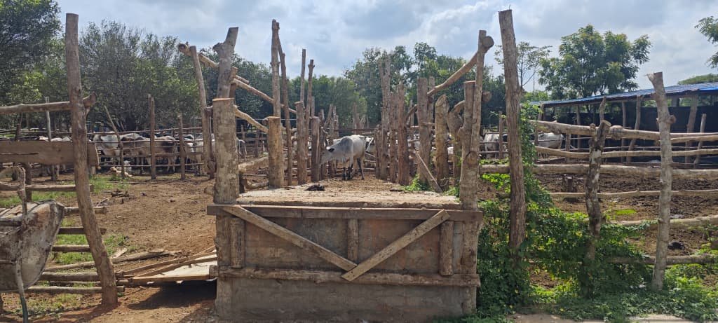 Ferme d'élevage bovin LELLAL AGROPASTORAL